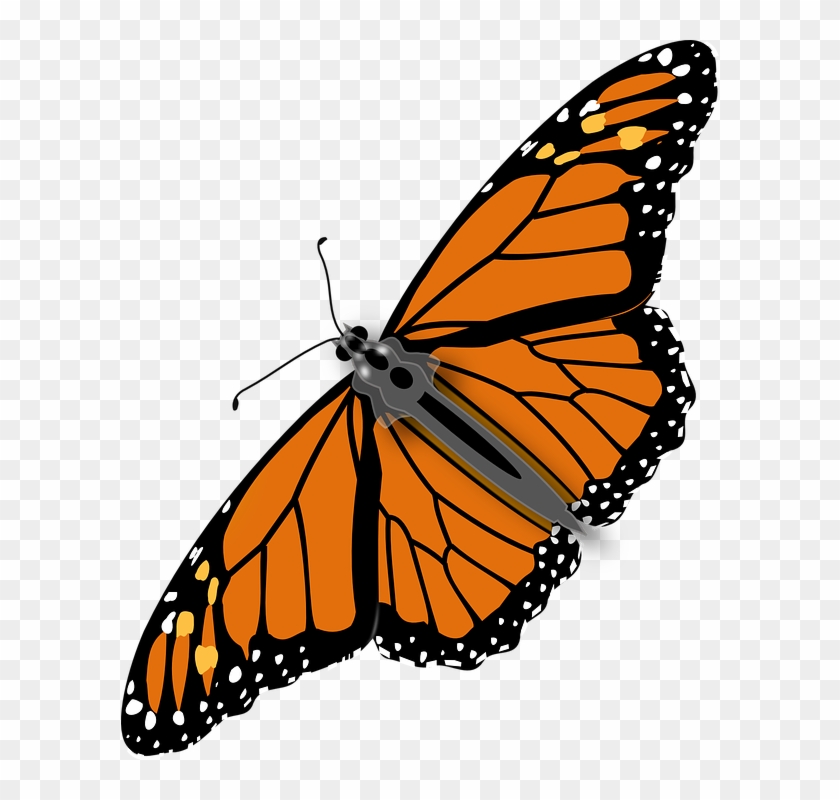 Butterfly Png #522803