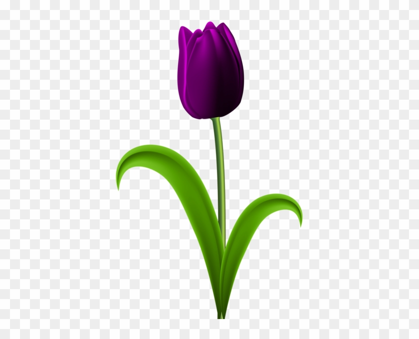 Purple Tulip Transparent Png Clip Art Image - Dark Red Tulip Png #523070