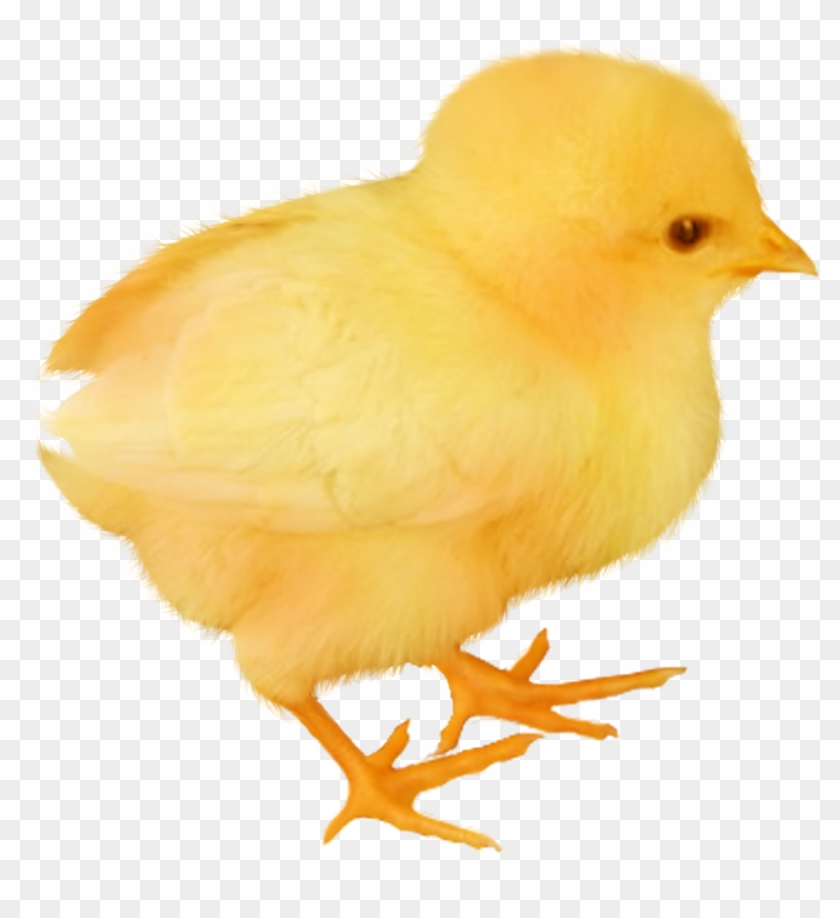 Baby Chicken Transparent Image - Chicken Baby Png #523207