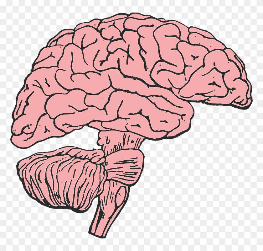 Cartoon Picture Of A Brain 7, - Brain Clip Art #523281