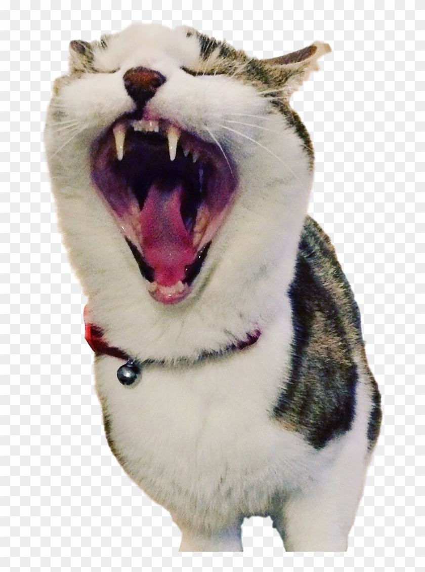 "until The Last Big Jolly Concludes, There'll Be No - Cat Yawns #524467