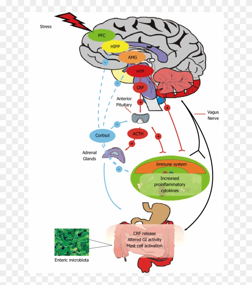 Read More - - Enteric Nervous System Cns #525088