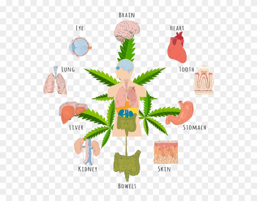 Weed Does The Same Thing As Exercising - Cannabinoid Mechanism Action Receptors #525091