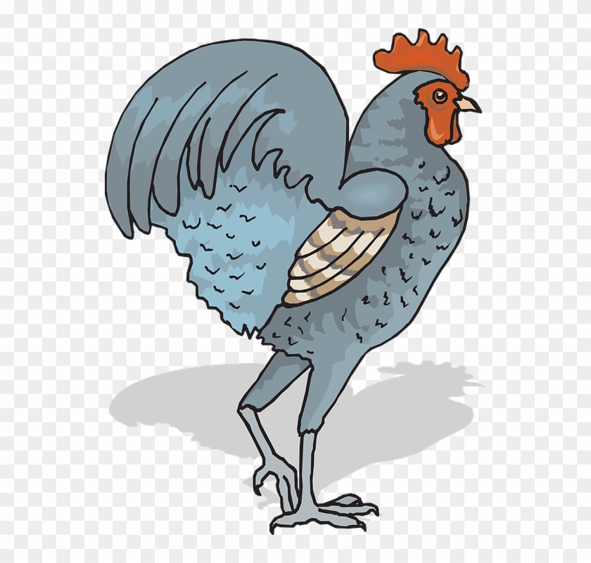 Chicken Cock Pixabay #525954