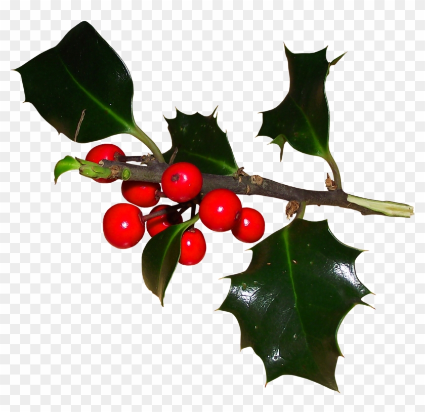 Common Holly Ilex Crenata Aquifoliales Christmas Magnolia - Common Holly Ilex Crenata Aquifoliales Christmas Magnolia #527157