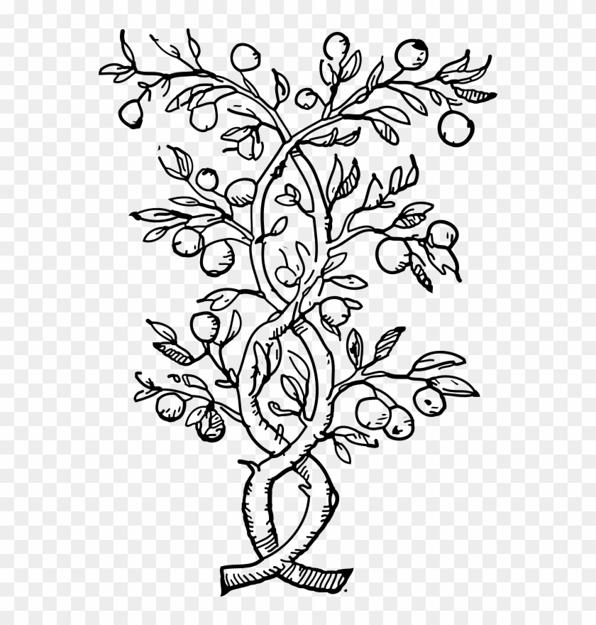 Twisted - Olive Tree Coloring Pages #527194
