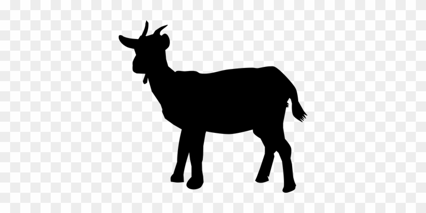 Animal Goat Nature Silhouette Goat Goat Go - Goat Silhouette #528352