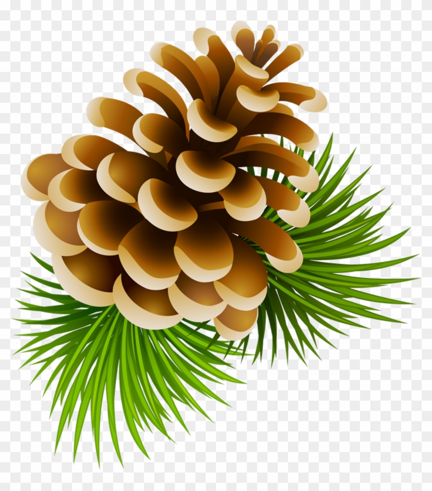 0 13a5a1 E1865154 Xl - Pine Cone Clipart Png #528455