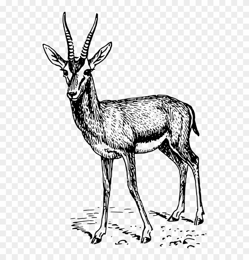 Gazelle Clipart - Black And White Gazelle Animal - Free Transparent PNG  Clipart Images Download