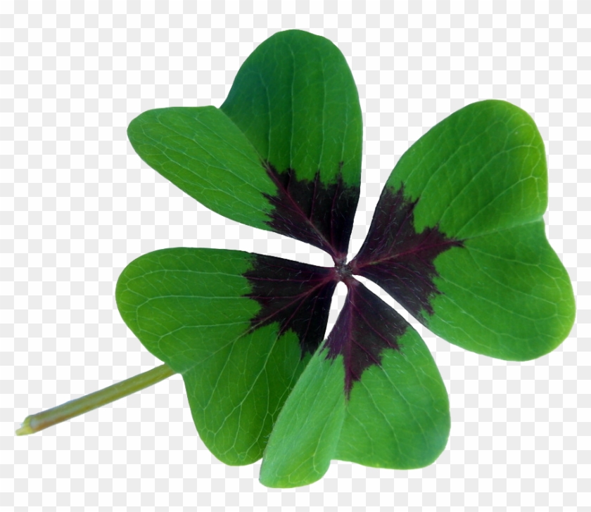 Oxalis Acetosella Red Clover Four-leaf Clover Luck - Four Leaf Clover Lucky Charm #528531
