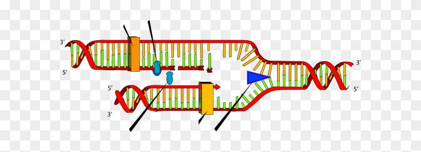 Dna Replication Clipart - Dna Replication Steps #528941