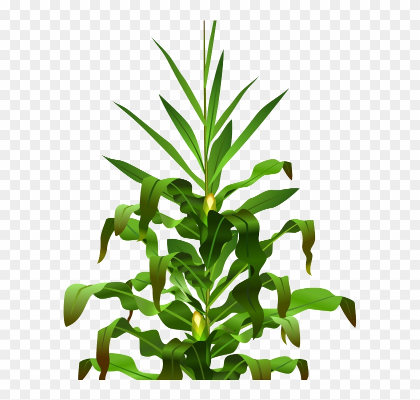 Planta De Maiz Png #529587