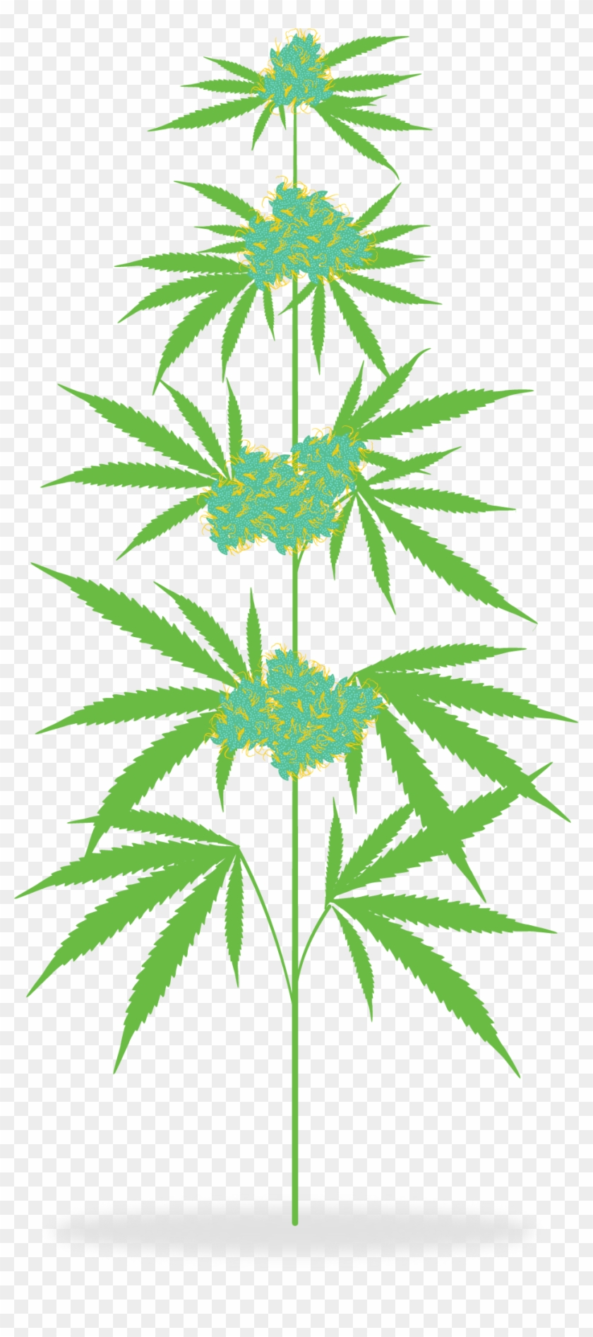 The Cannabis Plant - Cannabis Plant Clipart #530201