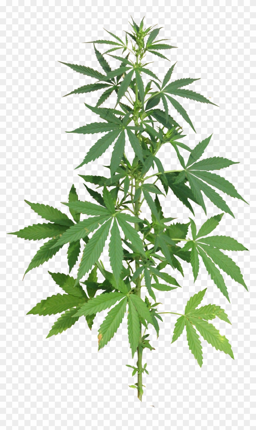 Cannabis Leafs Clip Art - Cannabis Png #530213