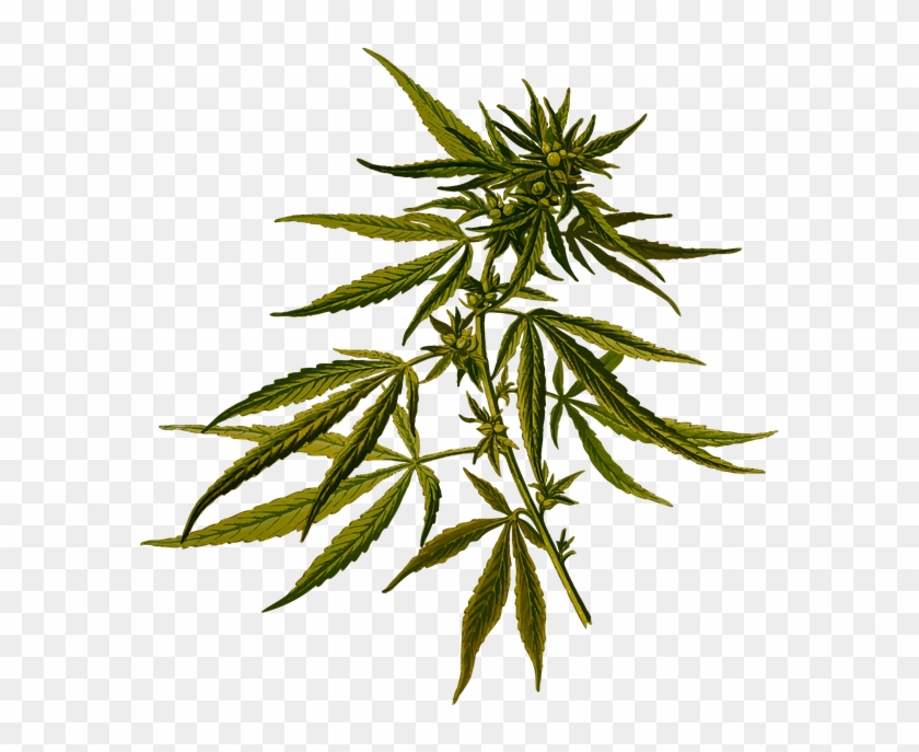 Marijuana Clipart 19, - Transparent Cannabis Png #530222