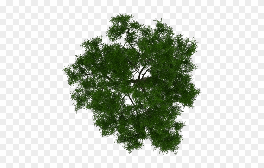 Trendy Arbol Png With Imagenes De Rboles - Architectural Tree Plan Png #530229