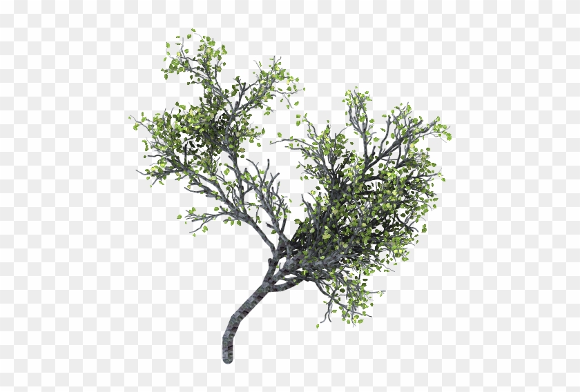 Perfect Dcdpng X Px With Ramas De Arboles - Arbol Png Fondo Transparente #530231