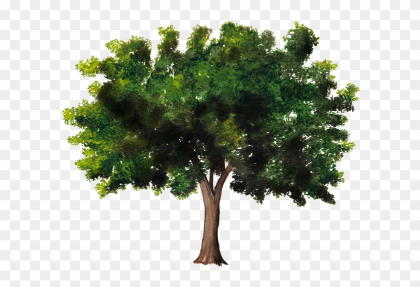 Árbol De Plantas Leñosas Celtis Australis Tronco - Tree #530237