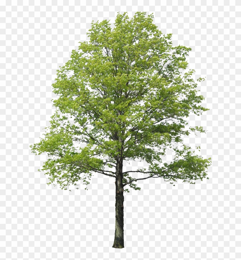 Populus Nigra Árbol De La Representación Del Paisaje - Arbol Png #530244