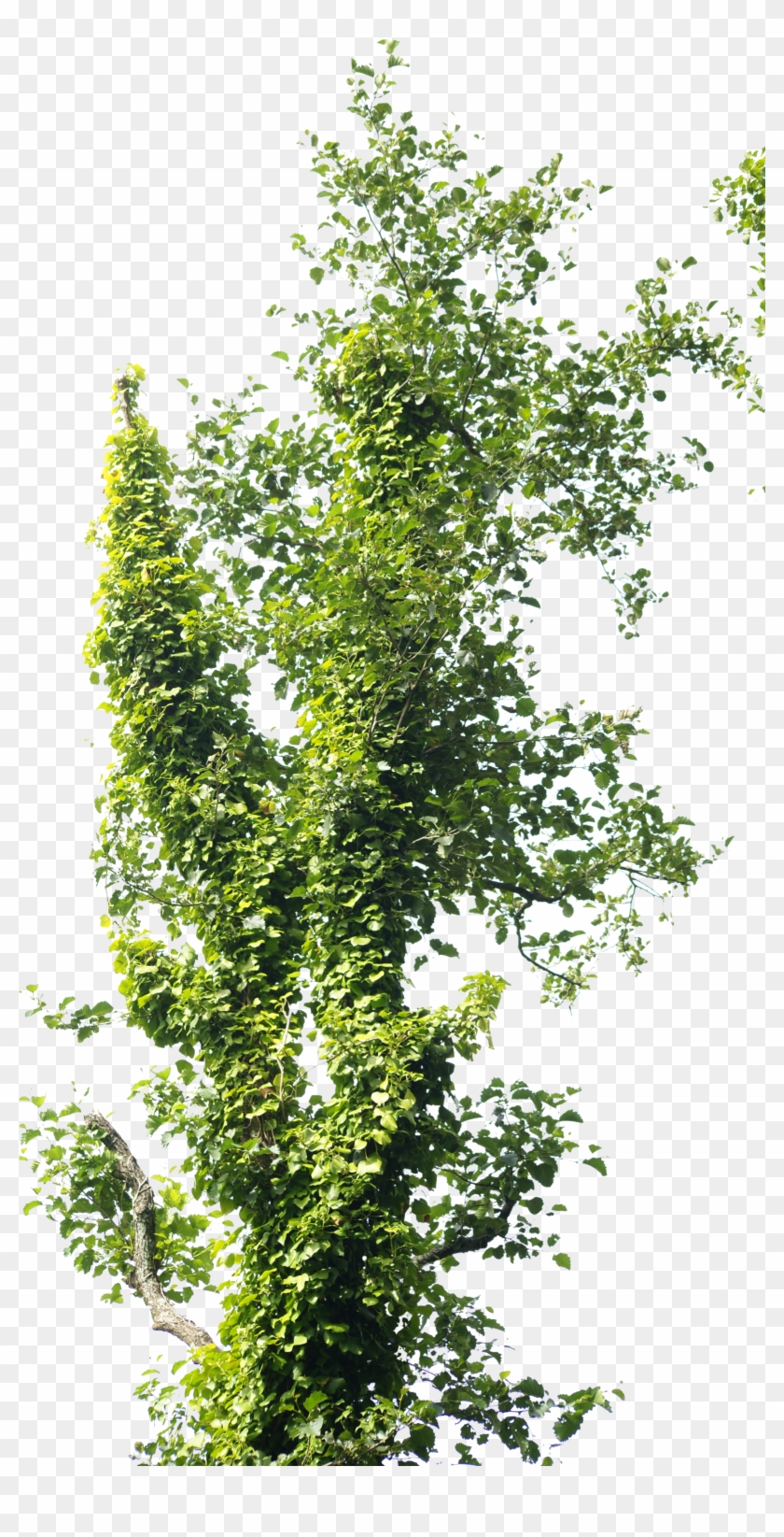 Png Arbol By Eross With Ramas De Arboles - Png Plants Photoshop #530273