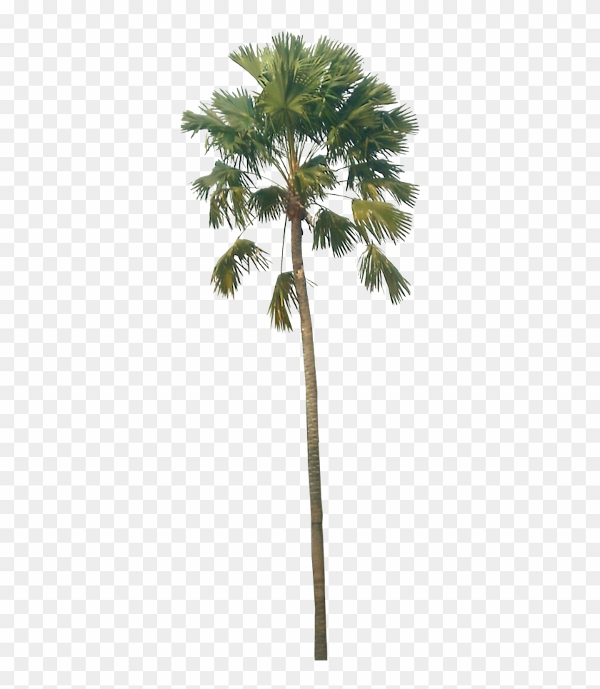 Fondo - - Southeast Asia Palm Species #530277