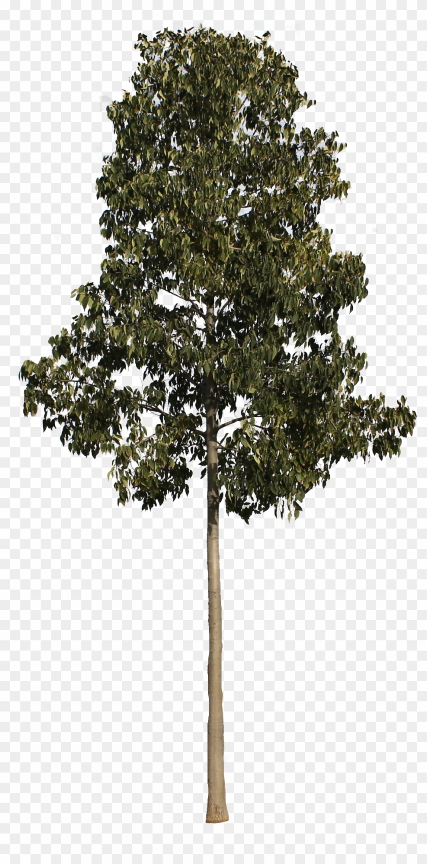 Árbol Png - Arboles Png Alzado #530280