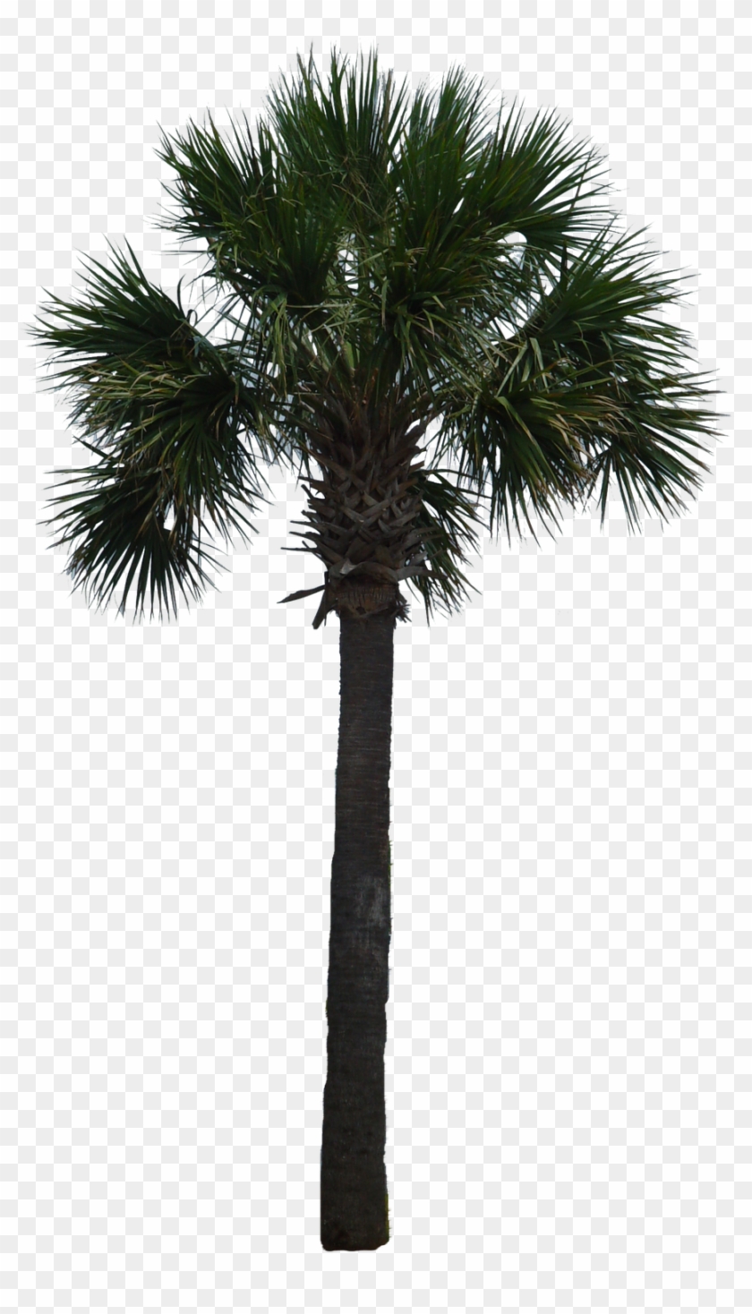Tree Arecaceae Woody Plant Asian Palmyra Palm - Tree Arecaceae Woody Plant Asian Palmyra Palm #530658
