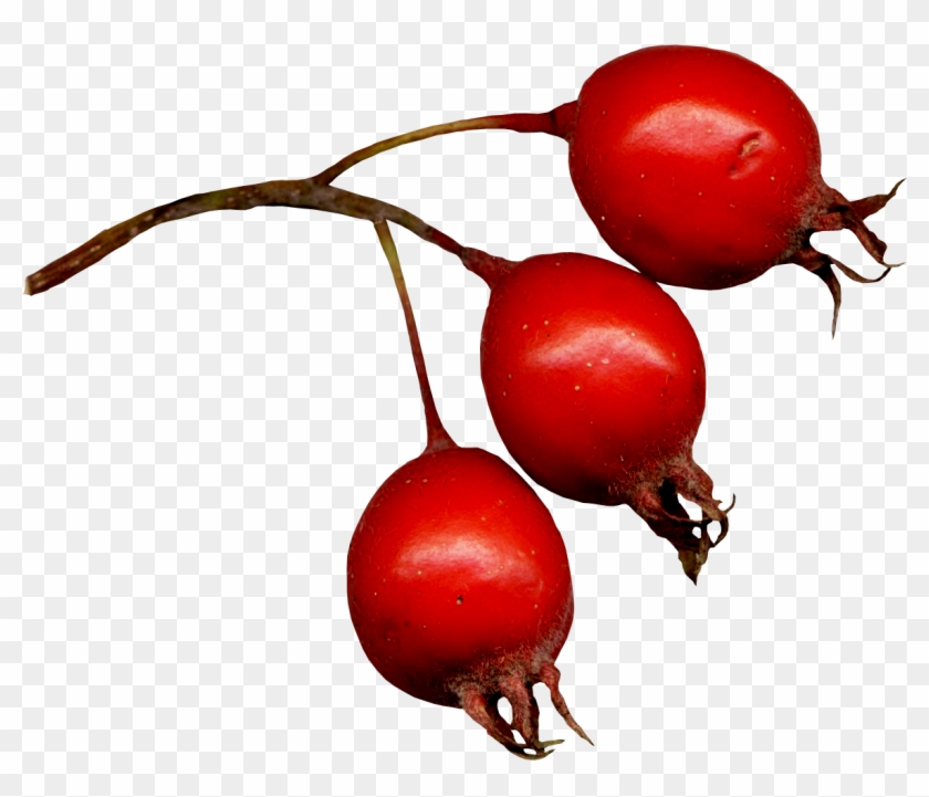 Rose Hip Frutti Di Bosco Hawthorn Clip Art - Rose Hip Frutti Di Bosco Hawthorn Clip Art #530818