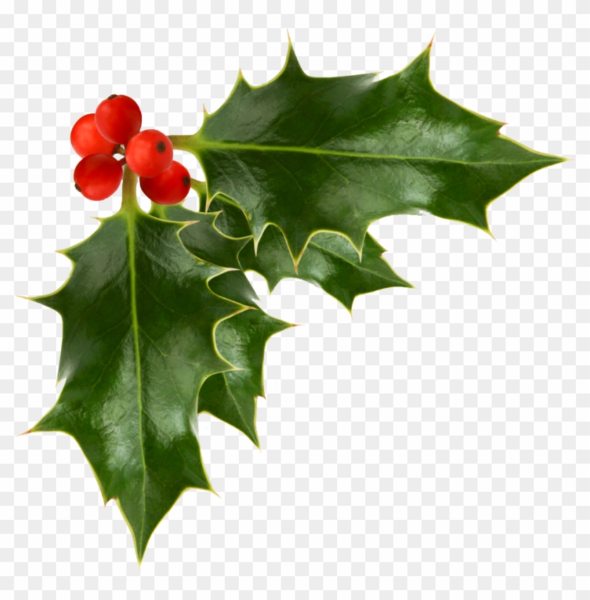 Common Holly Clip Art - Common Holly Clip Art #531021