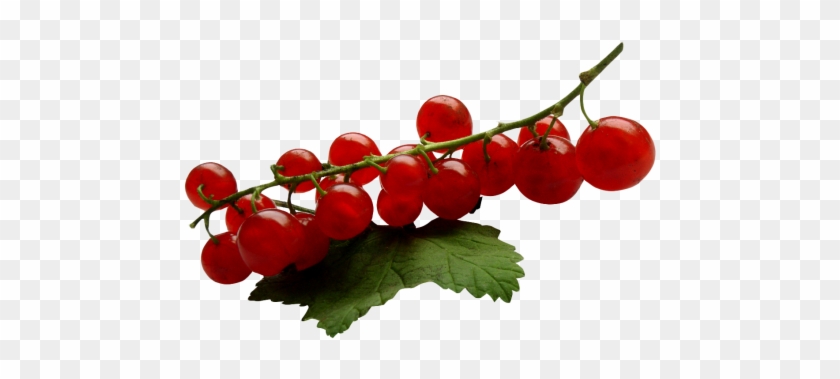 Download Redcurrant Png Image - Red Currant Png #530943