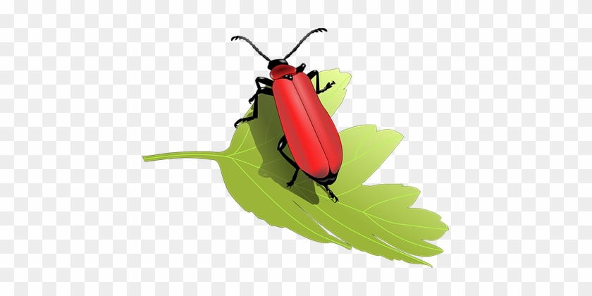 Beetle Bug Insect Leaf Nature Animal Anten - Beetles Clip Art #531325