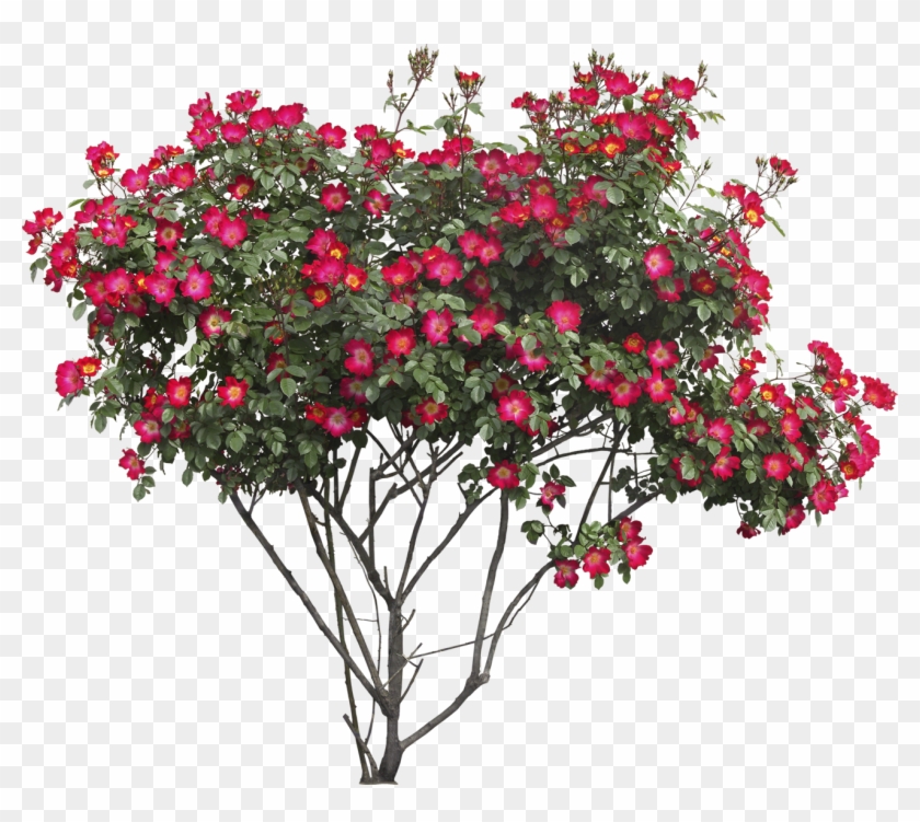 Bush Png Image - Flower Bush Png #531362