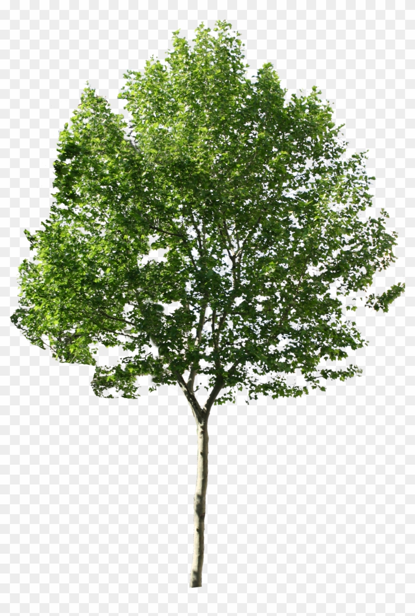 Trees No Background Png For Photoshop - Photoshop Tree Png #531465