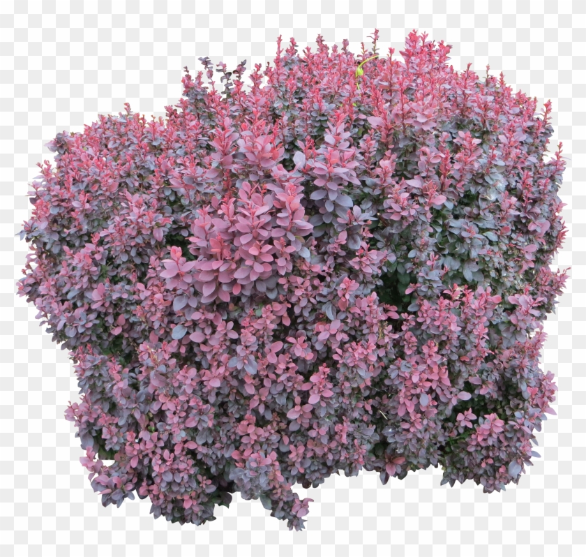 Flower Bush Png #531479