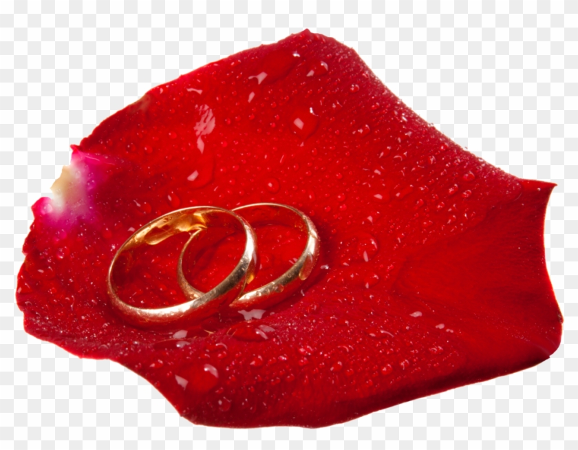 Wedding Rings In Rose Petal Png Clip Art - Clip Art #531526
