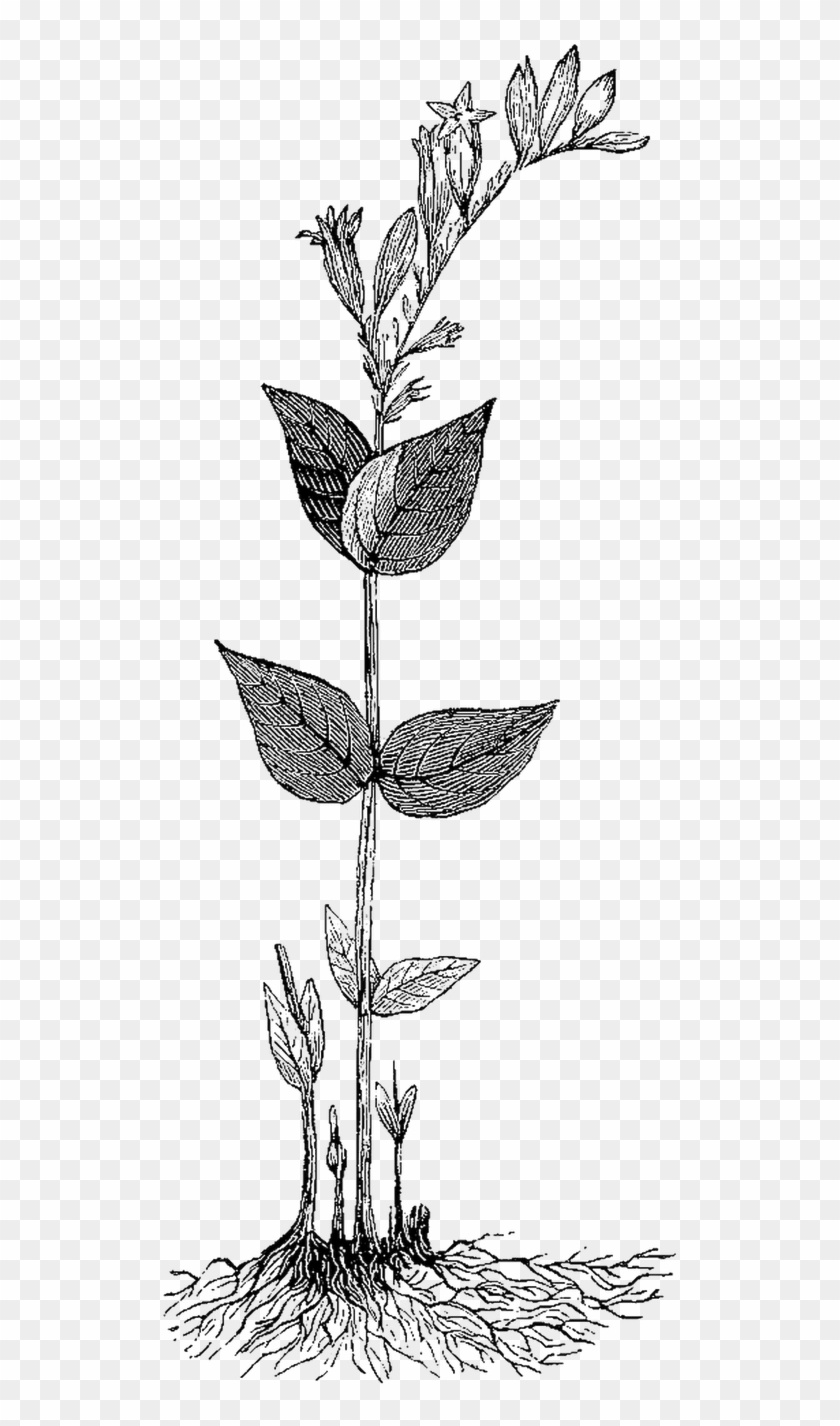 This Is Another Vintage Medical Herb Illustration From - Botany #532168
