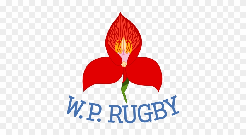 Western Province Rugby Logo - Western Province Logo Png #532258