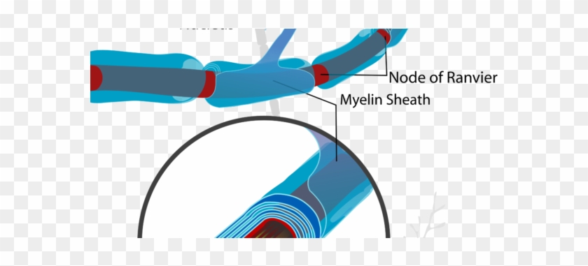 Pathogenesis Of Multiple Sclerosis Oxidative Stress, - Node Of Ranvier Function #532354