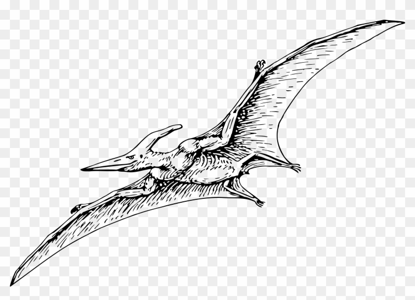 Free - Pterodactyl Black And White #532426