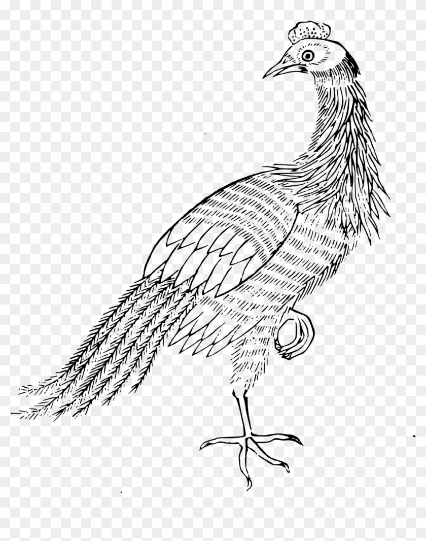 Open - Phasianidae #532521