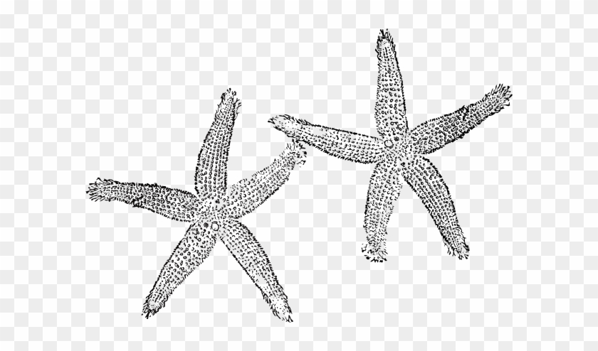 Two Starfish Clipart #532527
