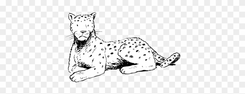 Drawing Leopard 73 - Cheetah #532595