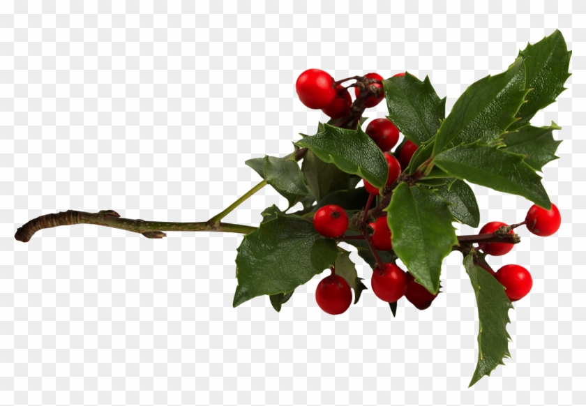 Common Holly Aquifoliales Clip Art - Common Holly Aquifoliales Clip Art #533291