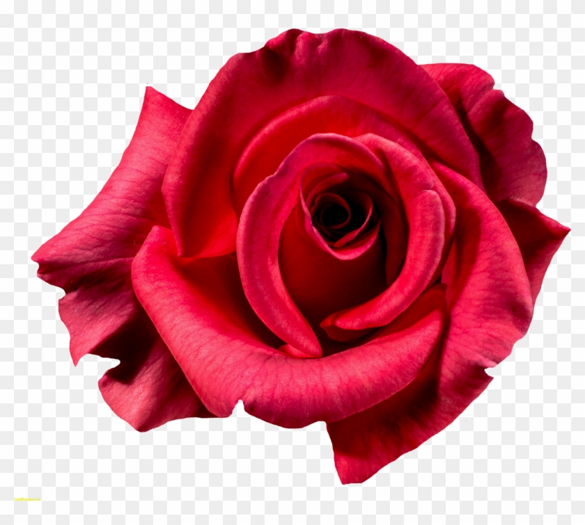 Flower Images Rose Pngpix Red Rose Flower Top View - Flower Top View Png #533190