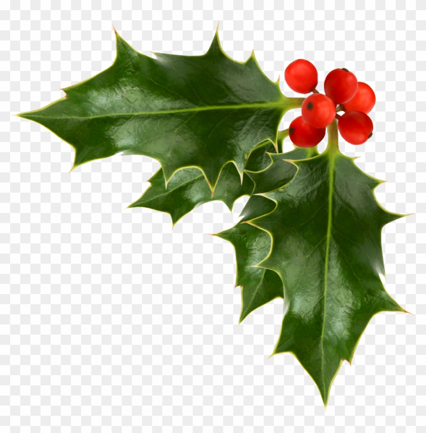 Common Holly Christmas Free Content Clip Art - Common Holly Christmas Free Content Clip Art #533431