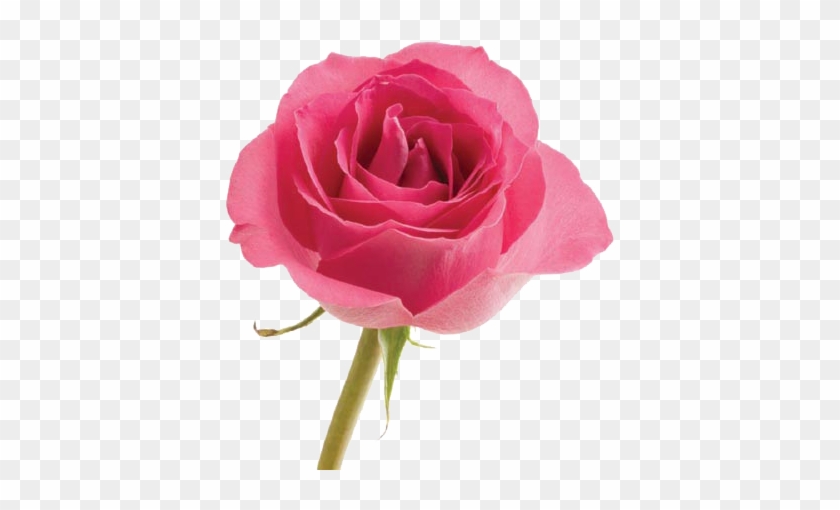 Purple Rose Petals Png Vavasseur Fleur- Caring For - Pink Rose Meaning Flower #533332
