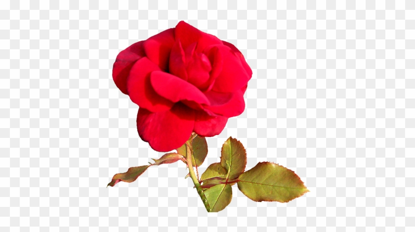 Red Rose For A Valentine Greeting - Free Valentine Clip Art #533343