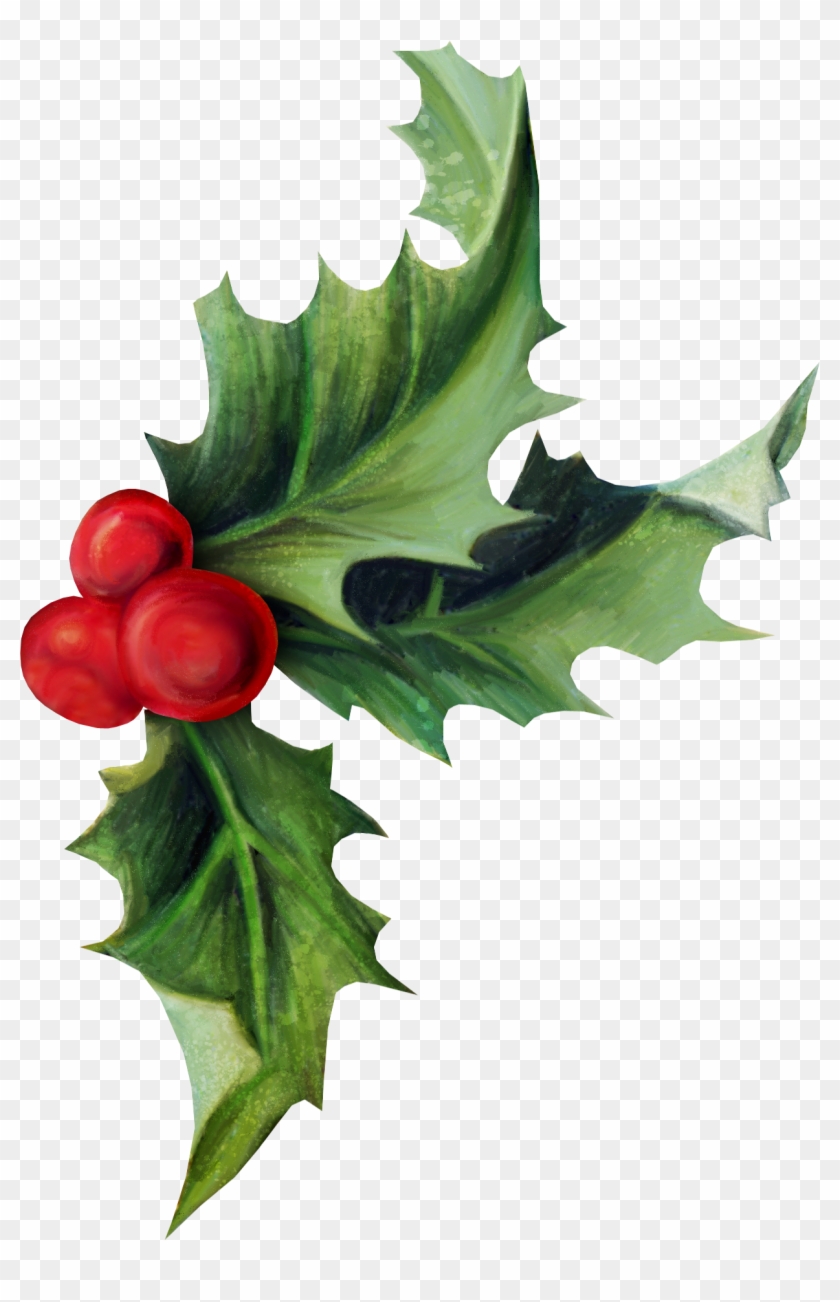 Common Holly Christmas Aquifoliales Ilex Crenata - Common Holly Christmas Aquifoliales Ilex Crenata #533697
