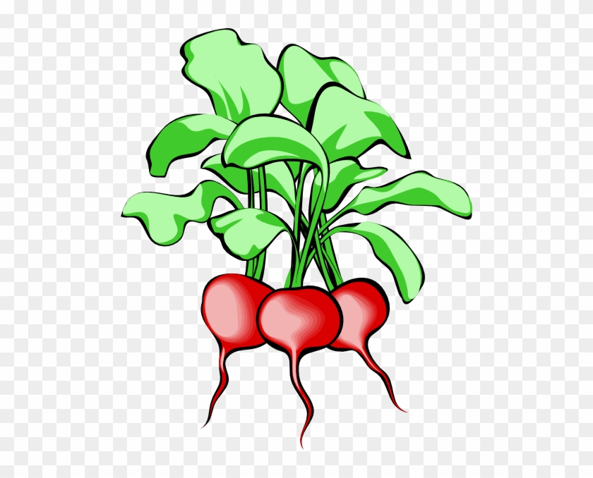 Beets Clip Art - Beets Clipart #533630