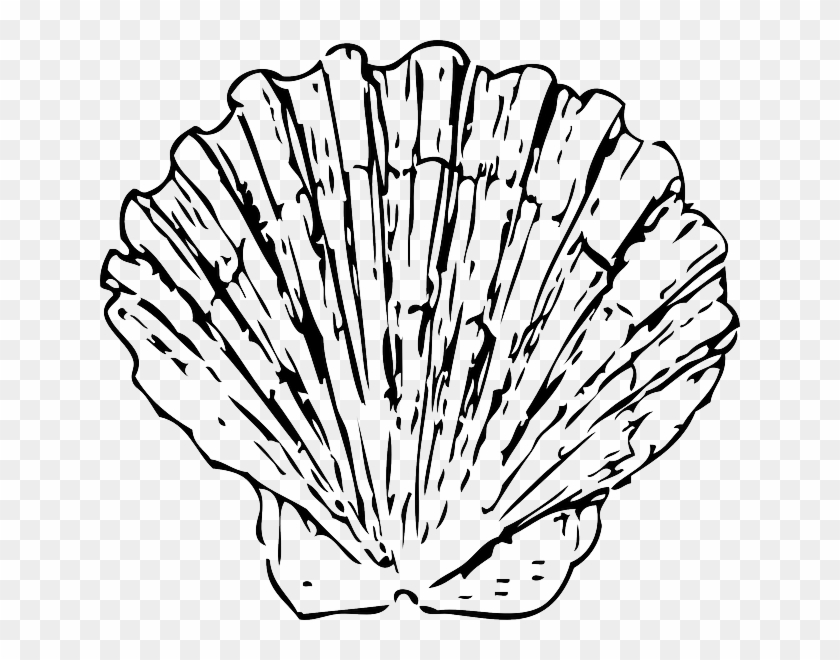 Free Black, Outline, Drawing, Beach, White, Cartoon, - Black And White Shell #533683